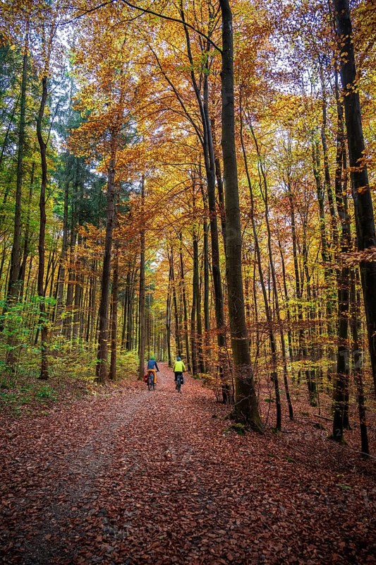 Two cyclists on path through autumnal forest