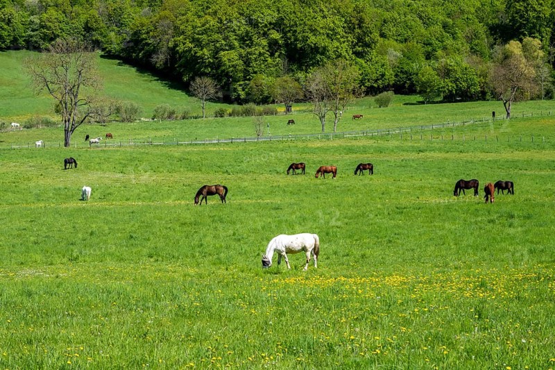 Horses in a meadow in the Reitlingstal