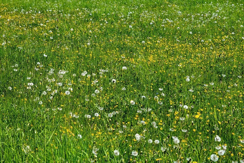 Meadow