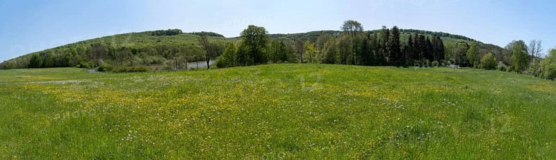 Meadow