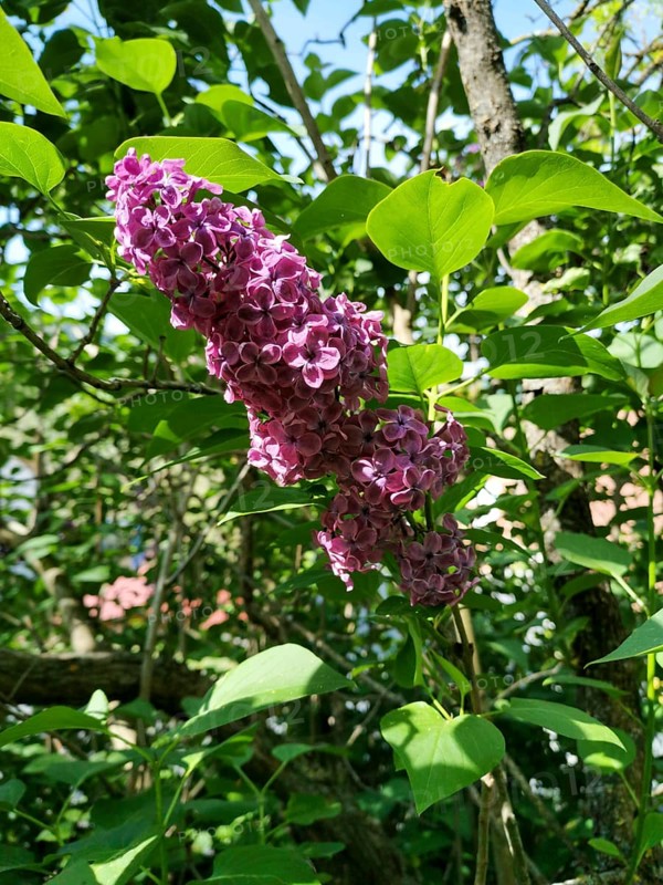 Common lilac in a garden