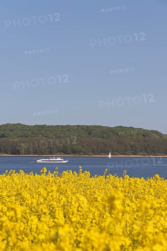 Rape field