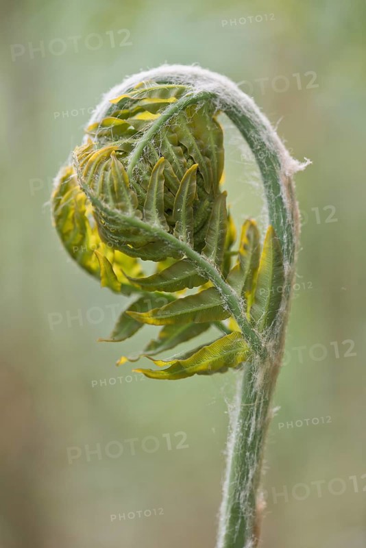 Royal fern