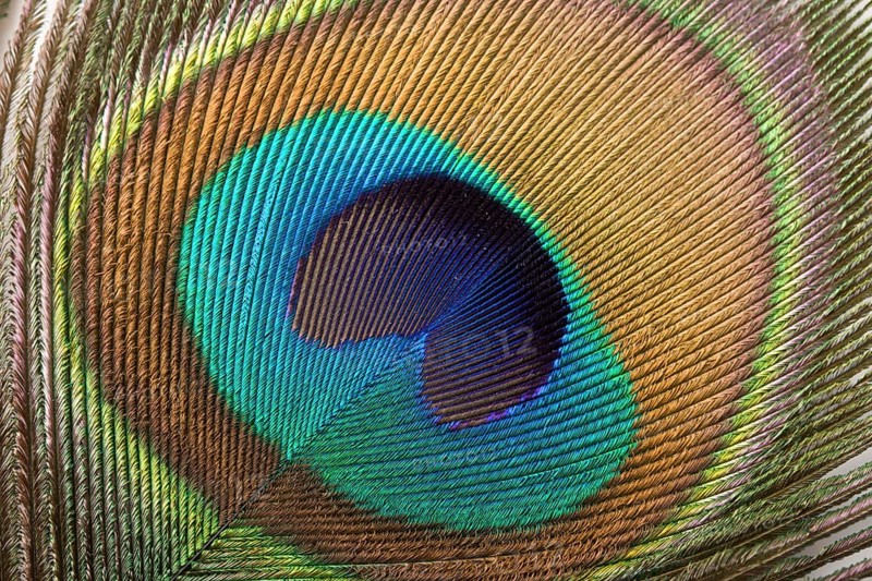 Peacock plume close up