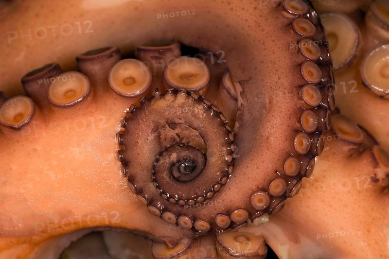 Cooked mexican four-eyed octopus