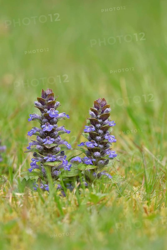 Blue bugle