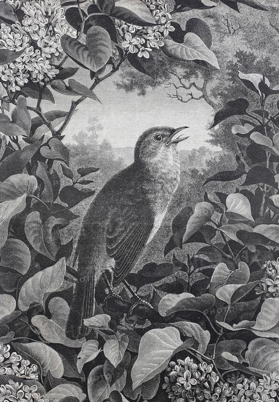 Nightingale