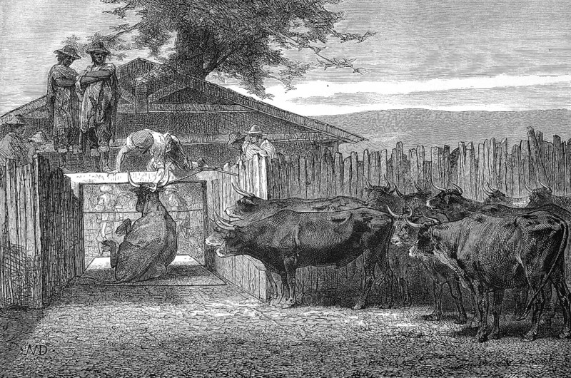 Slaughter of cattle in 1880
