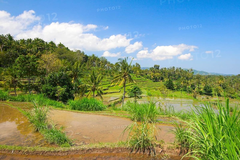 Green rice terraces on Bali island