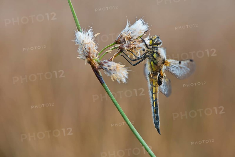 Four-spotted chaser