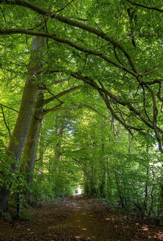 Beech forest