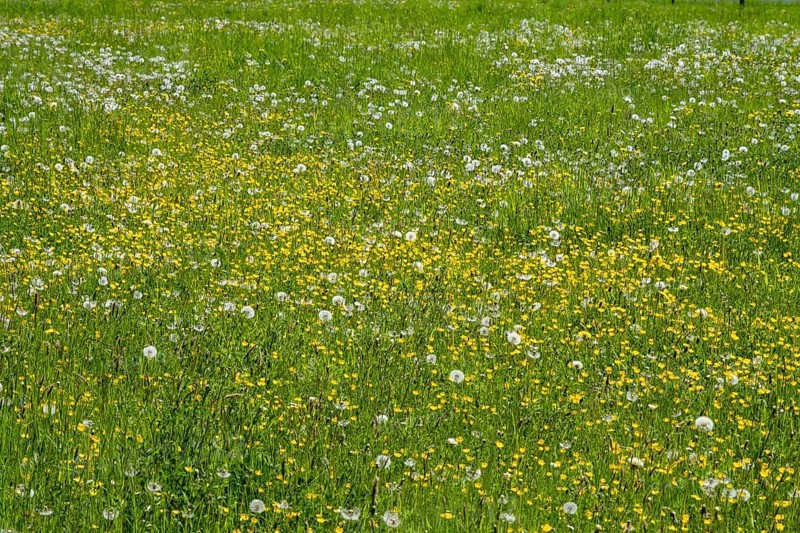 Meadow