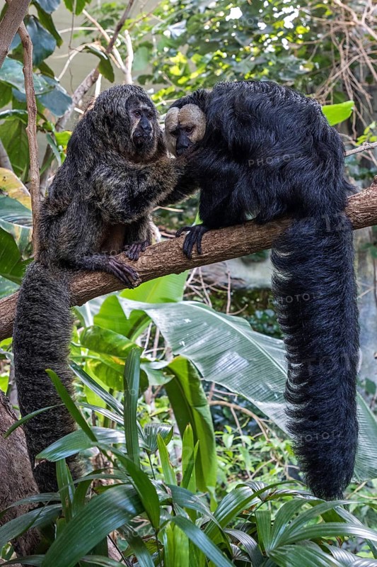 White-faced saki
