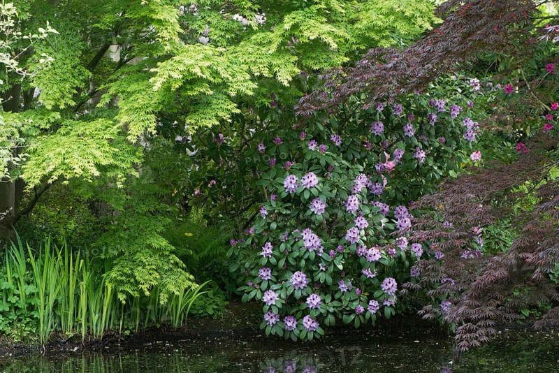 Rhododendrons