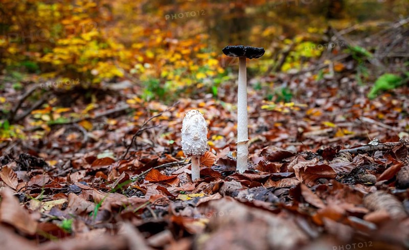 Shaggy ink cap