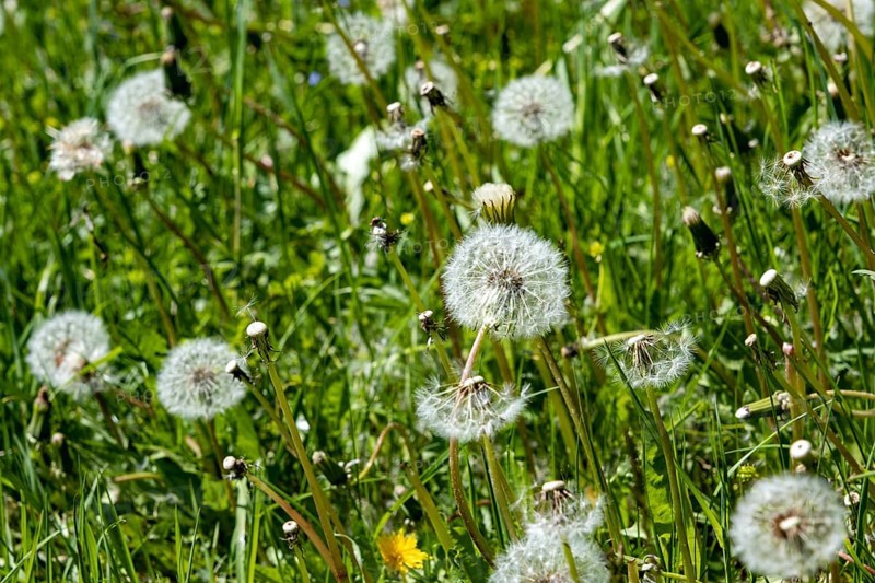 Meadow