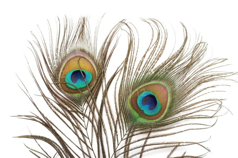 Two peacock plumes close up