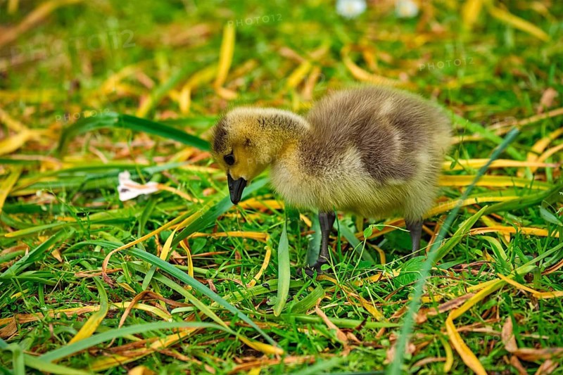 Canada goose goslings on grass