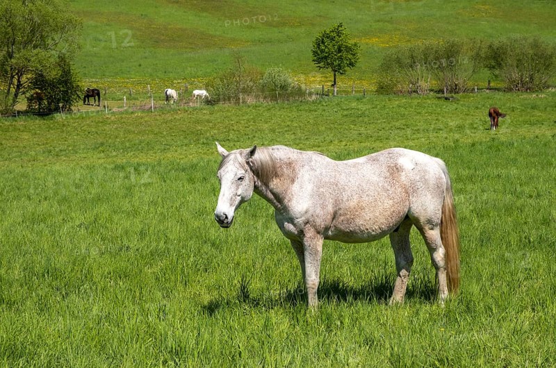 Horse in a meadow in the Reitlingstal