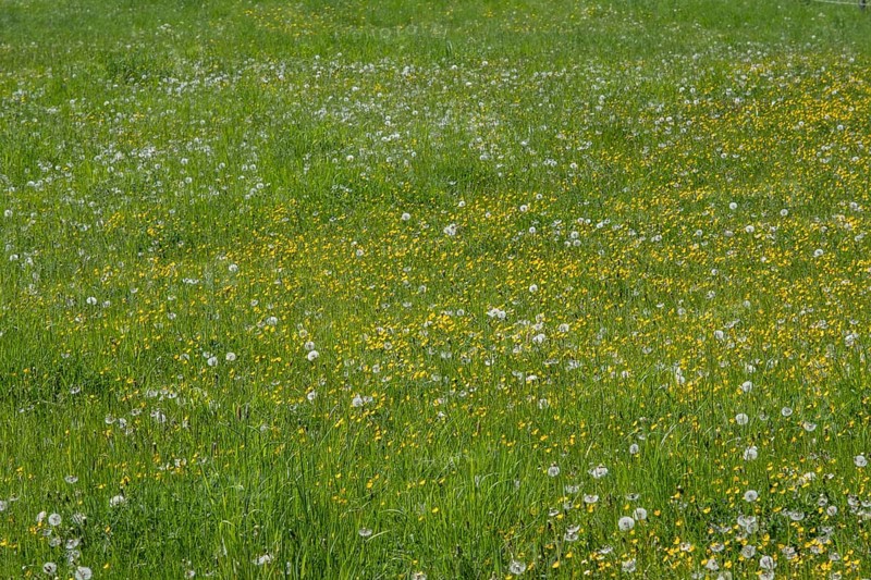 Meadow