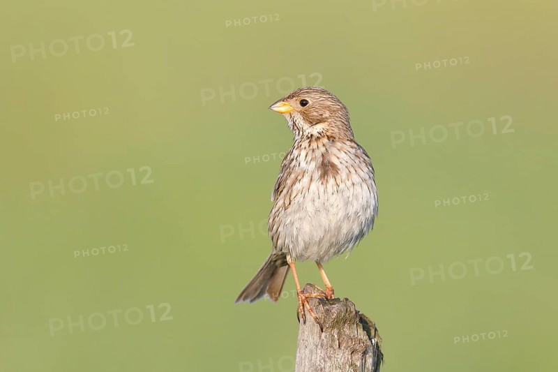 Corn bunting