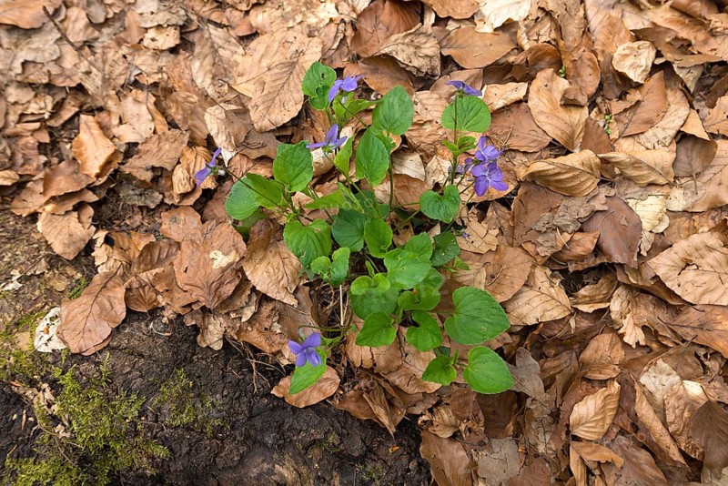 Flowering early-dog violet