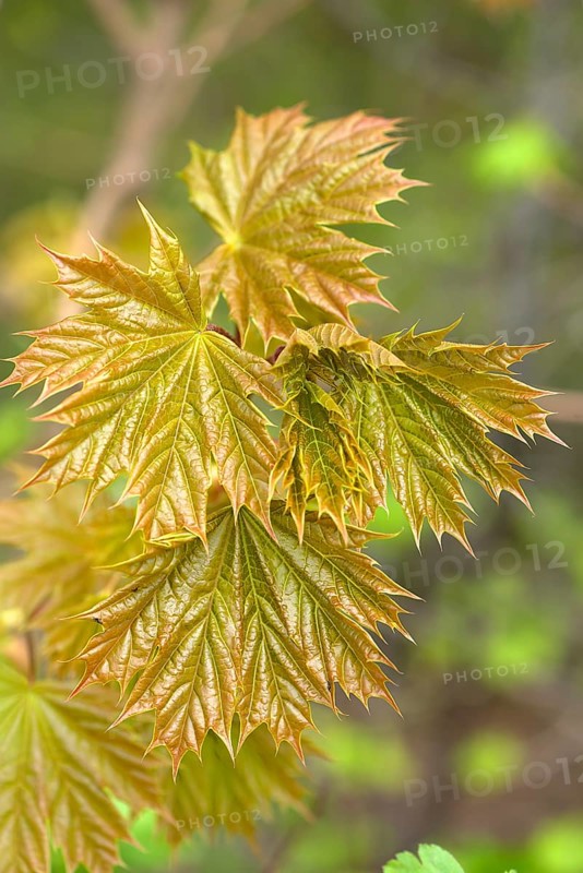 Young leaves of norway maple