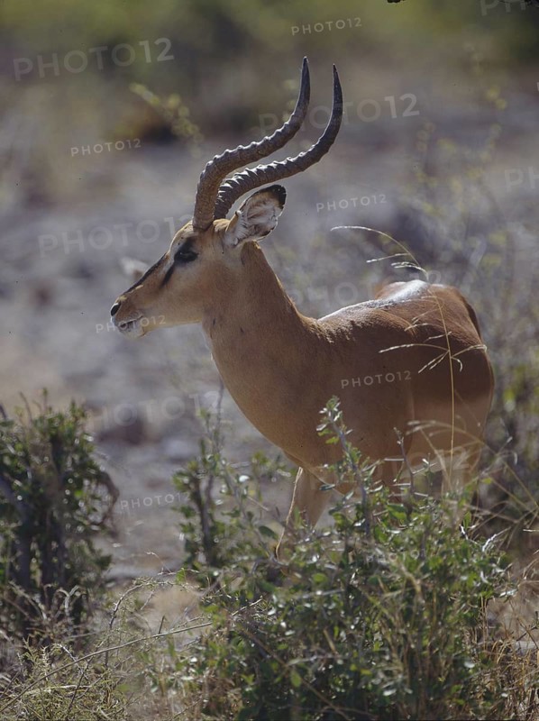 Schwarznasen-Impala