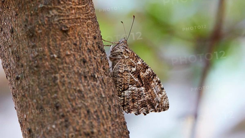 Moth