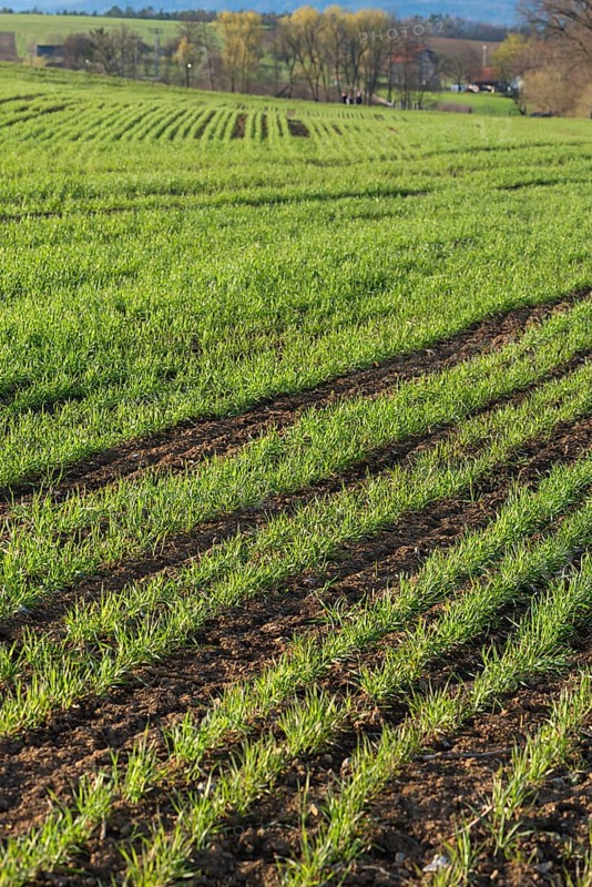 Sprouting winter wheat