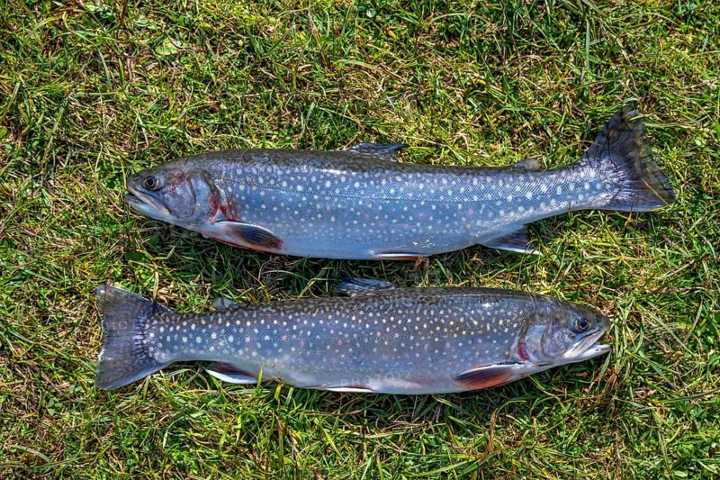 Fishing