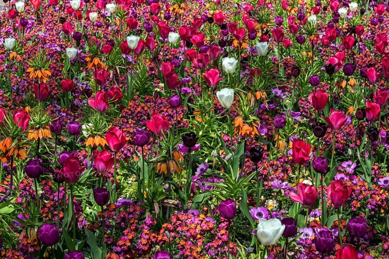 Field with flowering tulips