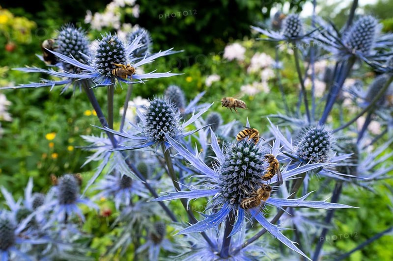 Sweat bee