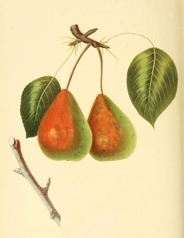 Birne der Sorte the Rostiezer Pear