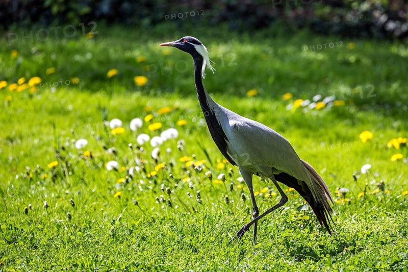 Demoiselle crane