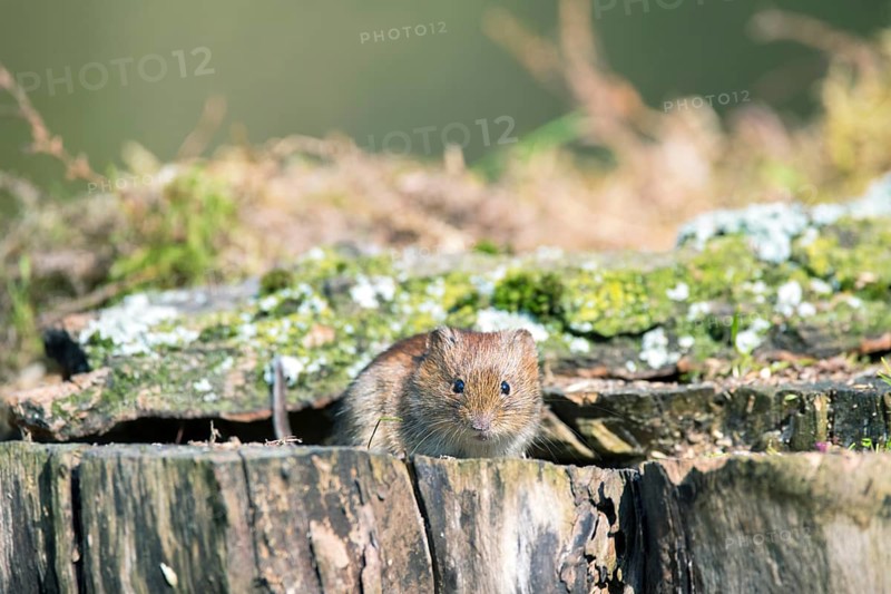 Bank vole