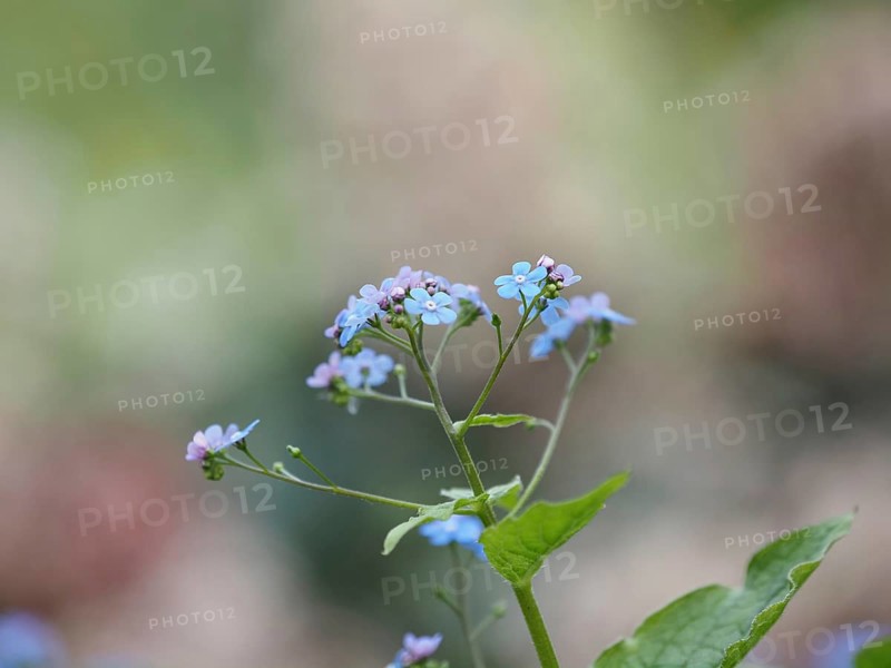 Wood forget-me-not