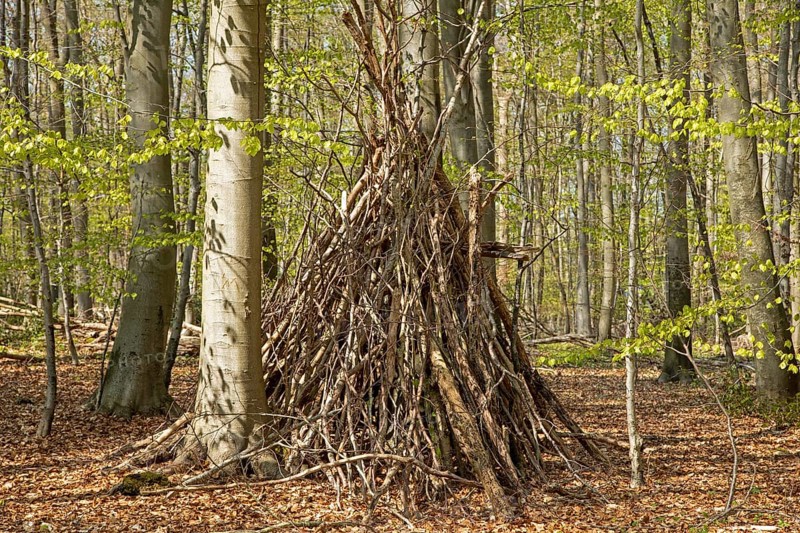 Tipi in the forest
