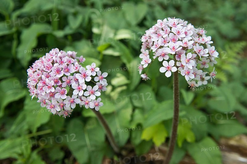 Indian rhubarb