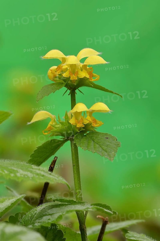 Yellow archangel