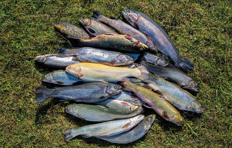 Many caught trout lie in the grass
