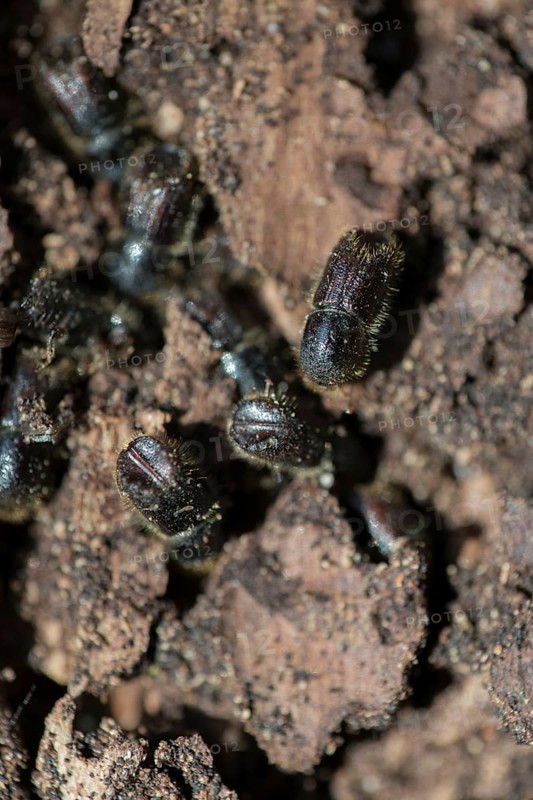 European spruce bark beetle