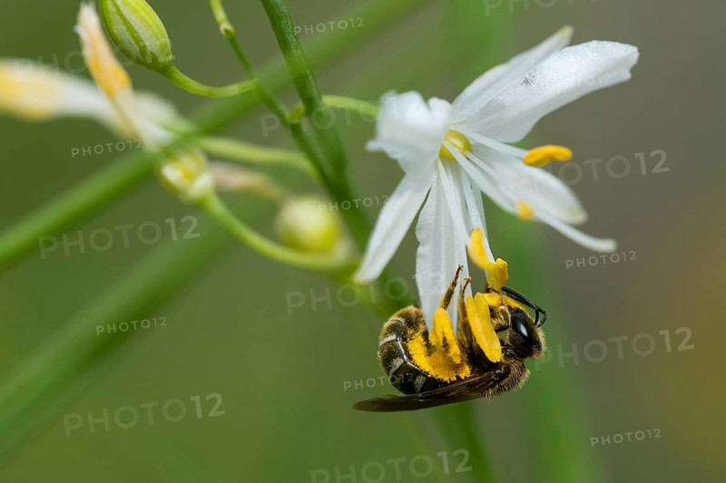 Sweat bee