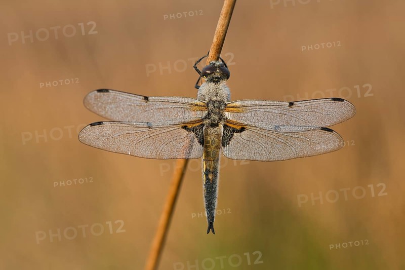 Four-spotted chaser