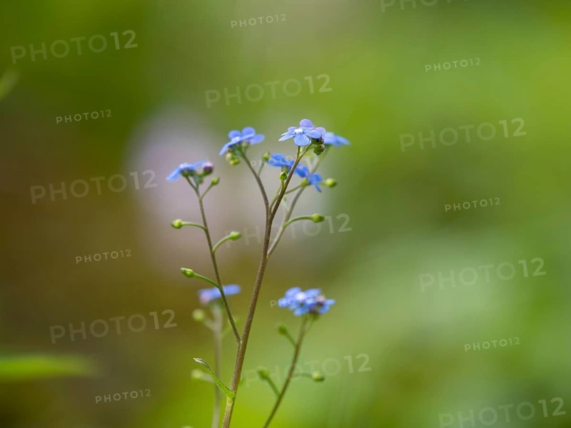 Wood forget-me-not