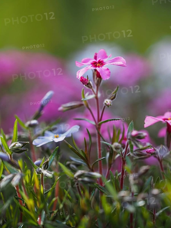 Flowering creeping phlox
