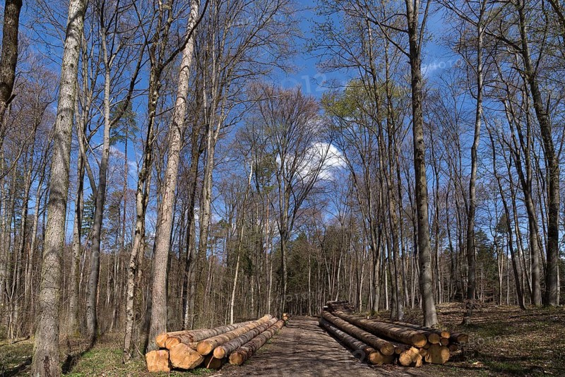 Stacked european spruce