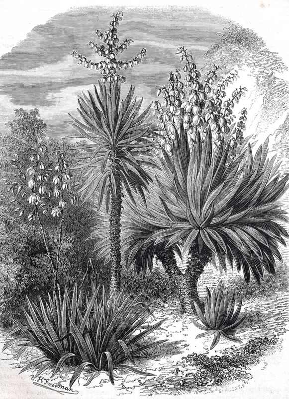 Spanish bayonet