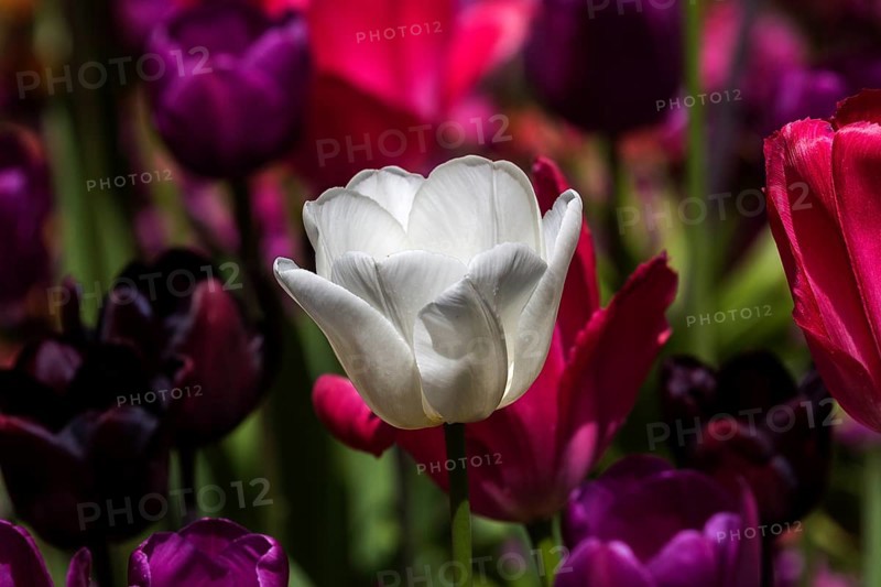 Flowering tulips