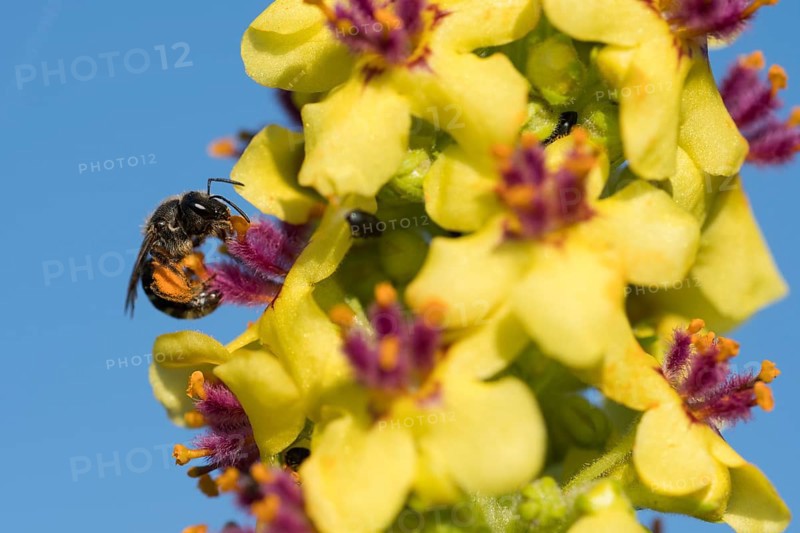 Sweat bee